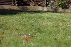 Bosch AHM 38 G Review - Lawn After