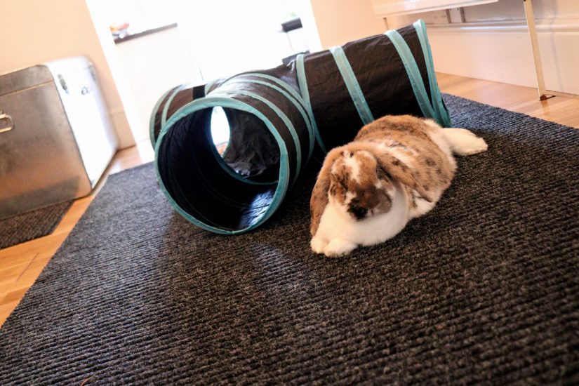 The Best Rabbit Accessories on Amazon HonestlyReviewed.co.uk